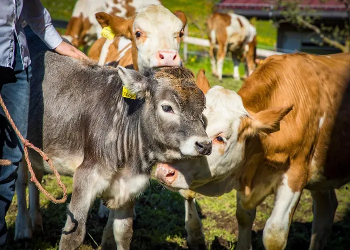 Lejlighed Sonnenappartements Madlstatthof Wildschoenau