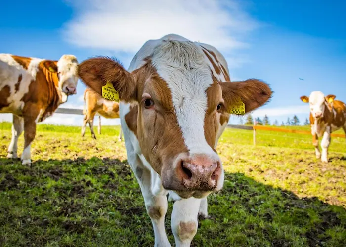 Sonnenappartements Madlstatthof Wildschoenau
