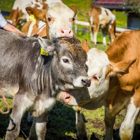 Apartamento Sonnenappartements Madlstatthof Wildschoenau