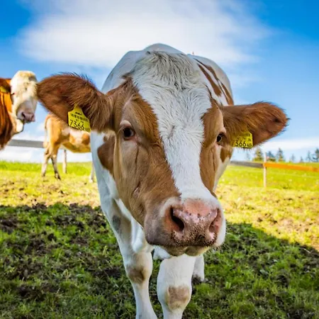Sonnenappartements Madlstatthof Wildschoenau